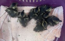 Wieder vereint: Christina Wahl und ihre Kollegin vom Reutlinger Tierheim haben sieben Entenküken vor einem frühen Tod bewahrt.