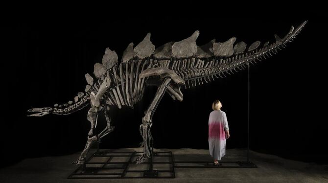 Skelett eines Stegosaurus versteigert