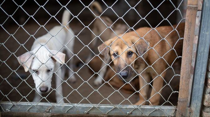 Hundefleischhandel in Vietnam