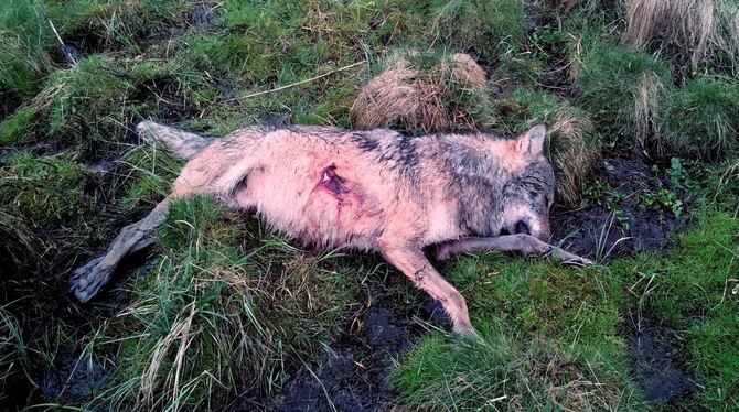 Wolf im Westerwald erschossen