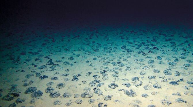 Manganknollen auf dem Meeresboden der Clarion-Clipperton-Zone