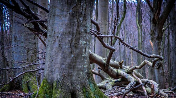 Buchenwälder im Nationalpark Jasmund