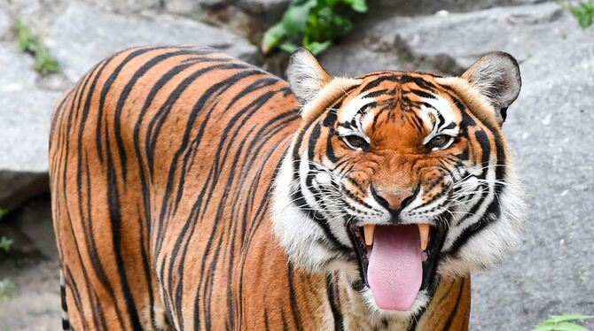 Welt-Tiger-Tag: Indochinesischer Tiger