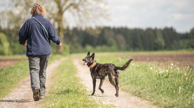 Hunde brauchen viel Auslauf und freuen sich, Zeit mit ihren Liebsten zu verbringen. Darüber sollten sich zukünftige Halterinnen