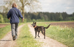 Hunde brauchen viel Auslauf und freuen sich, Zeit mit ihren Liebsten zu verbringen. Darüber sollten sich zukünftige Halterinnen 