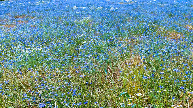 Schön wie ein Gemälde: Kornblumenfeld im Lonsinger Tal.