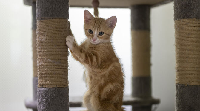 An so einem Kratzbaum darf die Katze gern kratzen. Wer sich einen Stubentiger zulegt, muss aber damit rechnen, dass sie auch mal