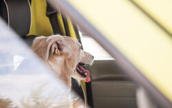 Weder Kinder noch Tiere sollten bei Hitze im Auto zurückbleiben. 