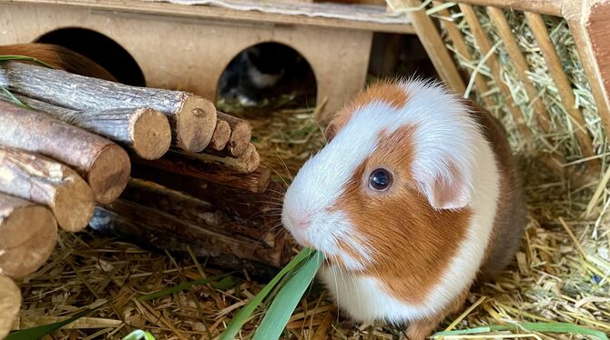 Meerschweinchen sind sehr intelligente Kleintiere und werden häufig unterschätzt.