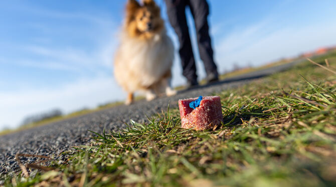 Giftköder riechen und schmecken gut. Hunde können ihnen in der Regel nicht widerstehen.