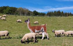 Idylle pur: Lama Fritze mit seinen Shropshire-Schafen