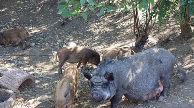 Im Februar hat das Pfullinger BMT-Tierschutzzentrum beschlagnahmte Minischweine aufgenommen. Ein Schwein war läufig und hat Kind