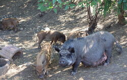 Im Februar hat das Pfullinger BMT-Tierschutzzentrum beschlagnahmte Minischweine aufgenommen. Ein Schwein war läufig und hat Kind