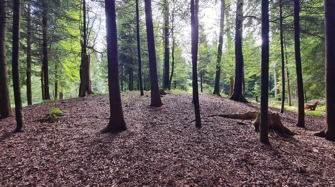 Die auffällige Erhebung mitten im Wald spricht Bände. In der Nähe des Gestütshofs St. Johann gibt es mehrere Grabhügel aus kelti