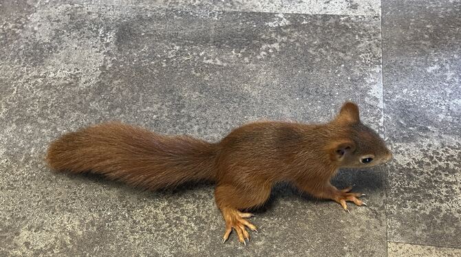 Ein quirliges Eichhörnchen schaut sich im Café um.  FOTO: KURT REGETZ