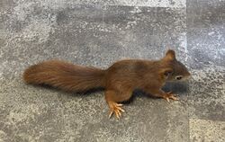 Ein quirliges Eichhörnchen schaut sich im Café um.  FOTO: KURT REGETZ  