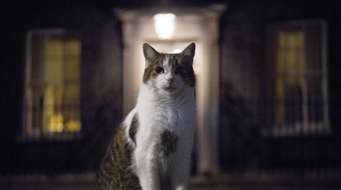 Kater Larry, oberster Mäusejäger des britischen Kabinetts, wird sich nun mit einem sibirischen Kätzchen arrangieren müssen.  FO