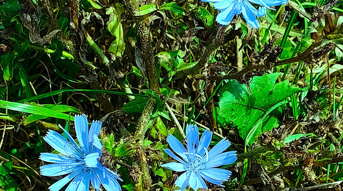 An ihren leuchtend blauen Blüten ist die Wegwarte gut zu erkennen.