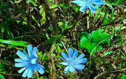 An ihren leuchtend blauen Blüten ist die Wegwarte gut zu erkennen.