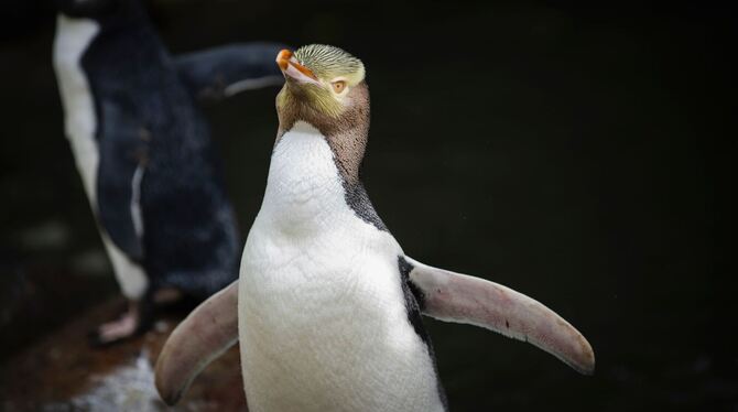 Hoiho ist Neuseelands Vogel des Jahres