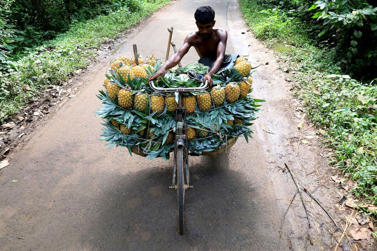 Ananastransport in Bangladesch