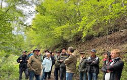 Ein Blick nach oben zeigt die Auswirkungen des Eschentriebsterbens.  FOTO: RUOF