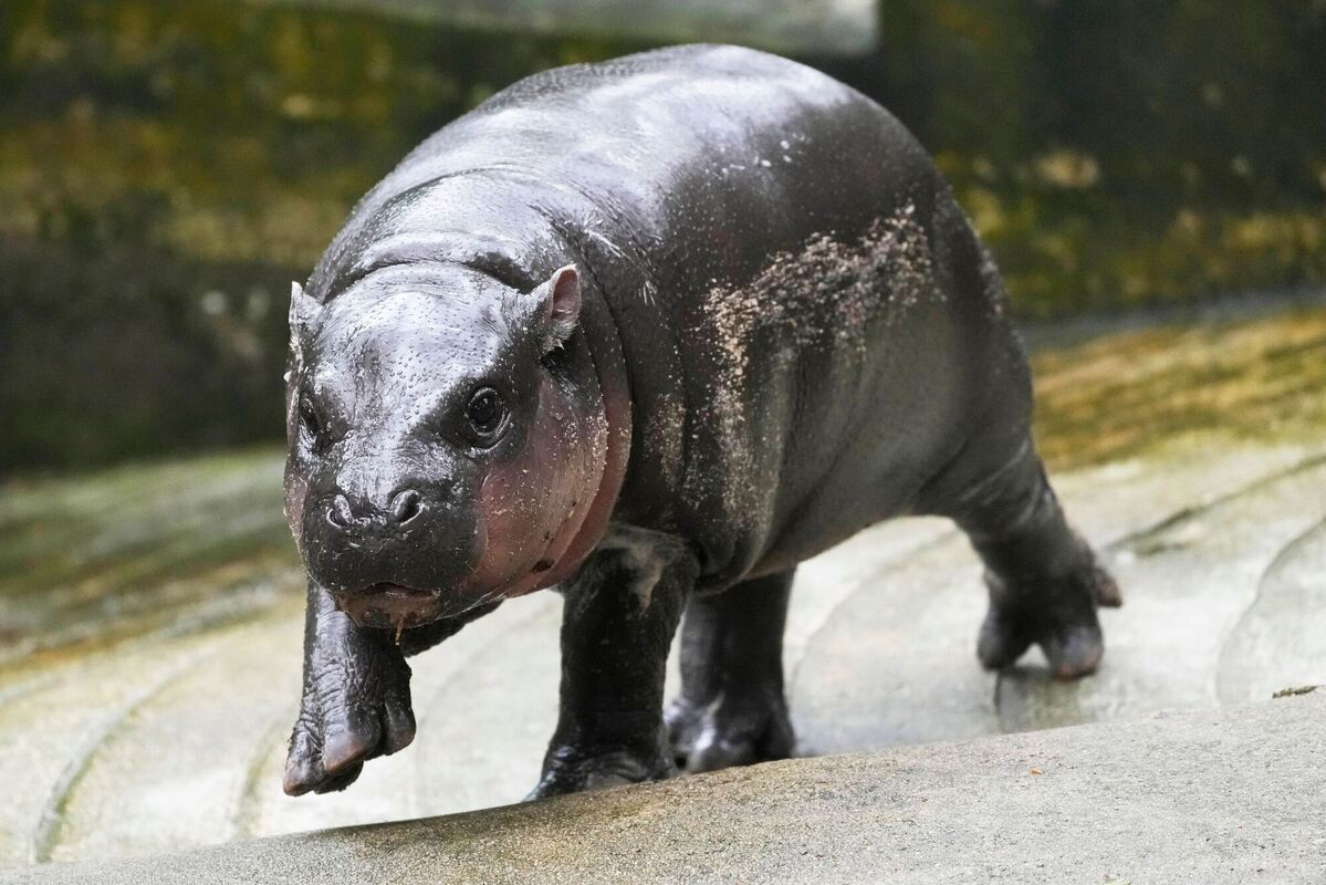 Mini-Flusspferd »Moo Deng« in Thailand