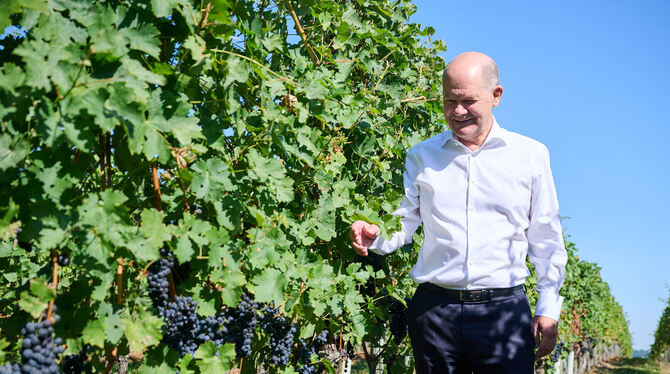 Olaf Scholz könnte womöglich bald noch mehr Zeit im Weinberg verbringen.