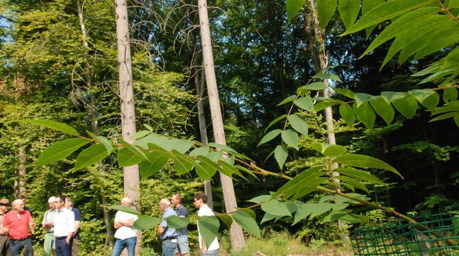 Junge Bäume werden nachgezogen im Äußeren Wald bei Neuhausen. Vor einem Jahr hat sich Bundeslandwirtschaftsminister Cem Özdemir