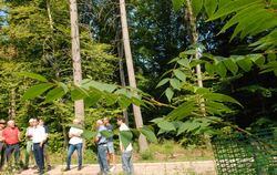 Junge Bäume werden nachgezogen im Äußeren Wald bei Neuhausen. Vor einem Jahr hat sich Bundeslandwirtschaftsminister Cem Özdemir 