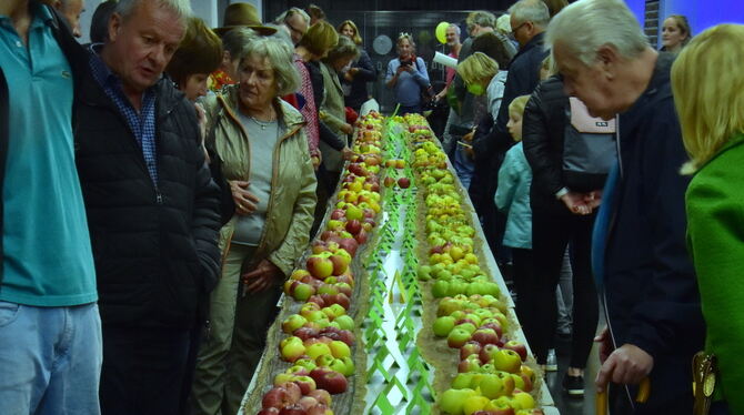 Besucherinnen und Besucher bestaunen bei einer vergangenen Obstsortenausstellung die vielen verschiedenen Apfelsorten.  FOTO: ME