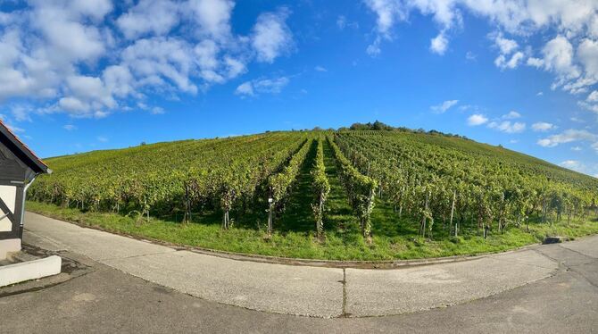 Die Metzinger Weinberge bieten Besuchern ein wunderschönes Panorama.