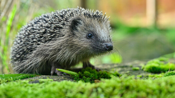 Ein kleiner Igel erkundet seine Umgebung.