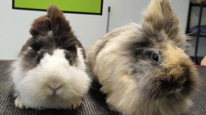 Inzwischen sind die zwei Kaninchen über dem Berg.