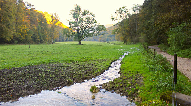 Parallel zum Weg und zum Brühlbach ist in  der Wiese ein neuer Bach entstanden.