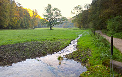 Parallel zum Weg und zum Brühlbach ist in  der Wiese ein neuer Bach entstanden.