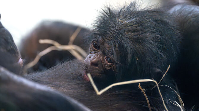 Bonobo-Baby Kasita starb in der Wilhelma.  FOTO: MEIERJOHANN/WILHELMA