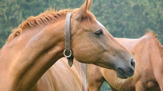 Im vorliegenden Fall ging es um eine Reitanlage (Symbolfoto) im Landkreis Reutlingen.  FOTO: LENK