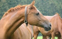 Im vorliegenden Fall ging es um eine Reitanlage (Symbolfoto) im Landkreis Reutlingen.  FOTO: LENK