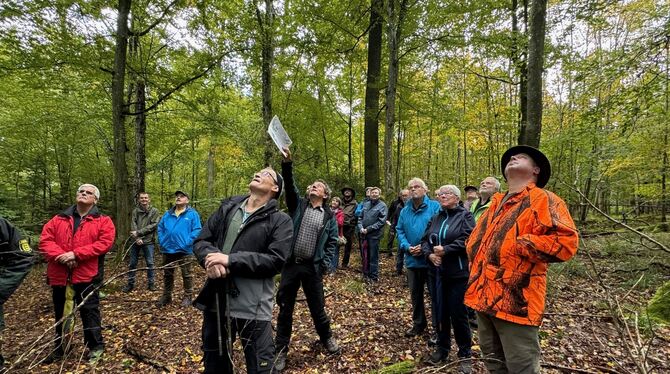 Der Blick geht nach oben, die Aussichten sind gut im Wannweiler Wald.  FOTO: RUOF