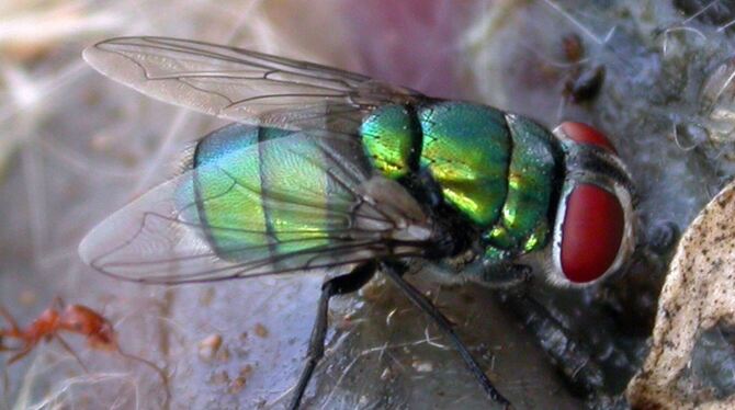 Schmeißfliege Chrysomya albiceps