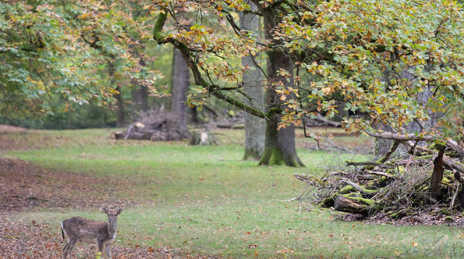 Schön und schützenswert: das Naturdenkmal Eichenhain im Wasenwald.