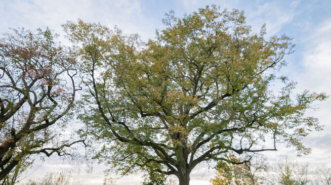 Markant, schön und geschichtsträchtig: Ohmenhausen hat drei Naturdenkmale, die Lutherlinde gehört dazu.