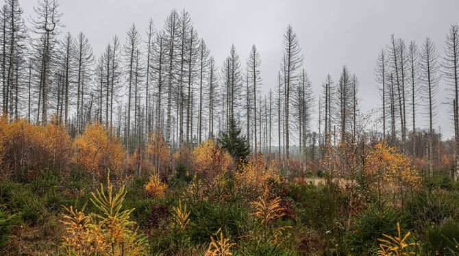 Zu wenig Wasser: Dürre macht dem deutschen Wald zu schaffen. Hier sind es abgestorbene Fichten.  FOTO: BERG/DPA