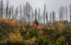  Zu wenig Wasser: Dürre macht dem deutschen Wald zu schaffen. Hier sind es abgestorbene Fichten.  FOTO: BERG/DPA