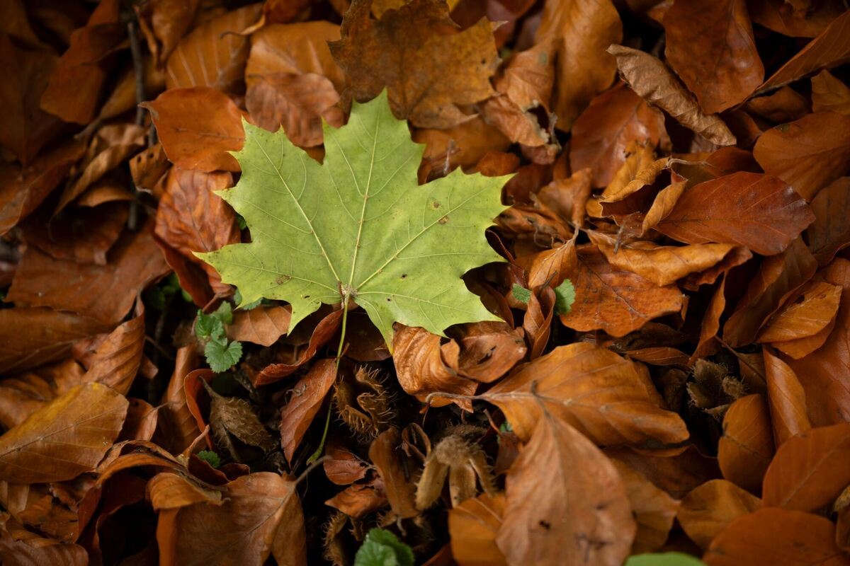 Herbstlaub