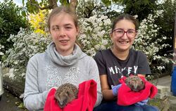 Jeden Mittwoch kommen Klara und Marie in die Igel-station in Riederich, um zu helfen. FOTO: ECKELT