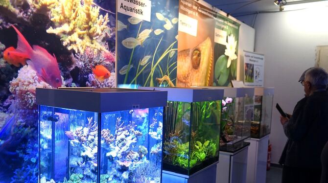 In mannigfachen Farbtönen erstrahlten die Aquarien und Terrarien bei der Schau am vergangenen Wochenende in Mössingen.