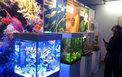 In mannigfachen Farbtönen erstrahlten die Aquarien und Terrarien bei der Schau am vergangenen Wochenende in Mössingen.