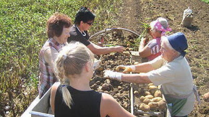 Die Kartoffellese auf der Münsinger Alb ist Arbeit. Das Kartoffelfest in St. Johann ist Vergnügen.
FOTO: GÖGGEL